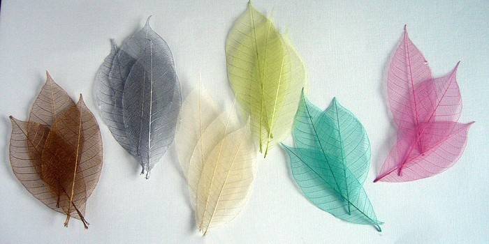 Folhas esqueletizadas