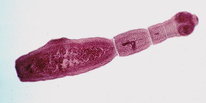 Parasita Echinococcus