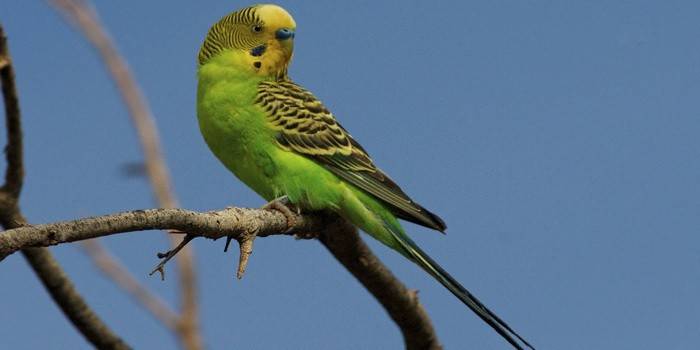 papagaio falante