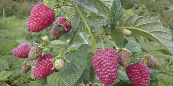 Opravte Berry