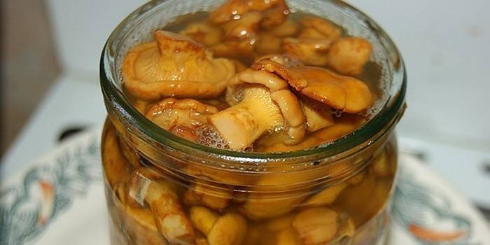 Chanterelle salga