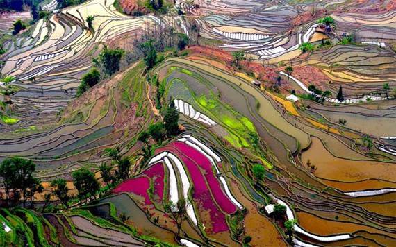 Terrazas de arroz