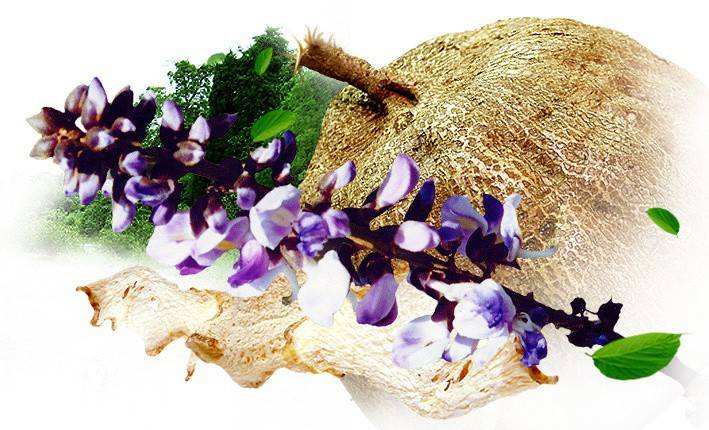 Pueraria Mirifica
