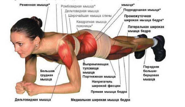 Nomes Musculares