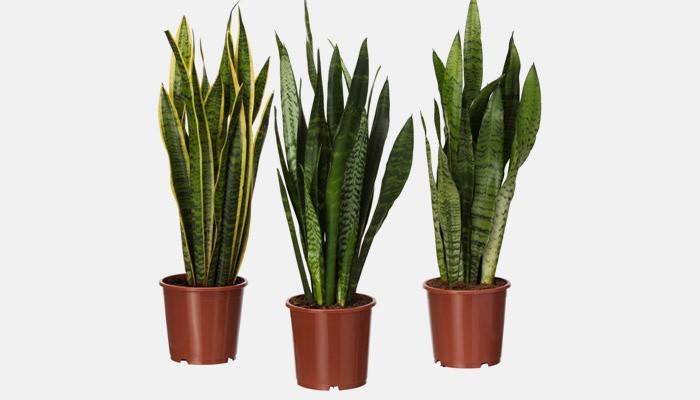 Sansevieria domu