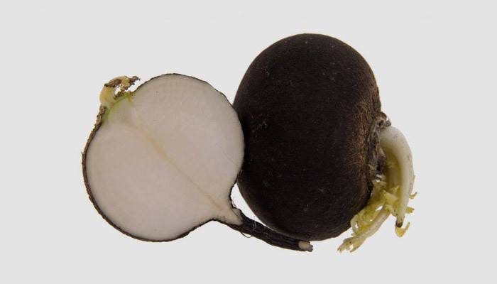 Rabanete preto