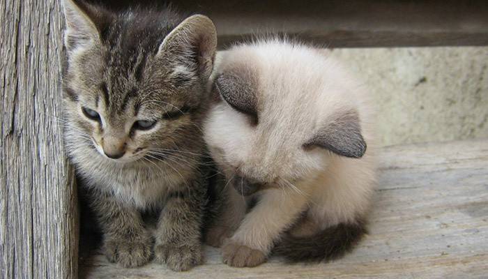 Gatinhos doentes