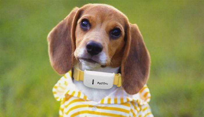 Perro en un collar GPS