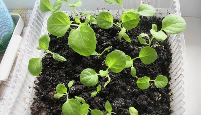Semillas germinadas