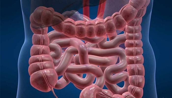 La estructura de los órganos de la cavidad abdominal de una persona.