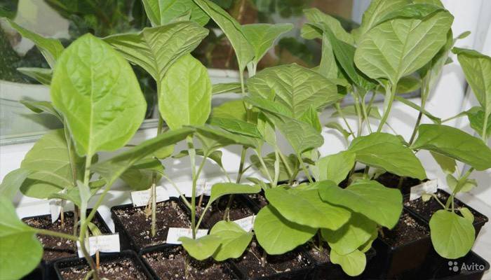 Plantas en el alféizar de la ventana