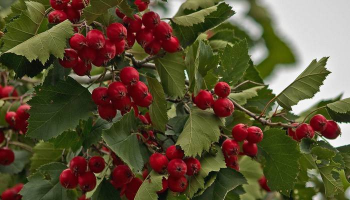 Aronia w leczeniu tachykardii