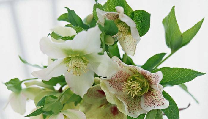 Kaukazský hellebore na chudnutie