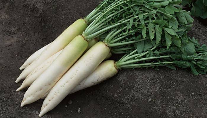 Variedade de Raiz Daikon