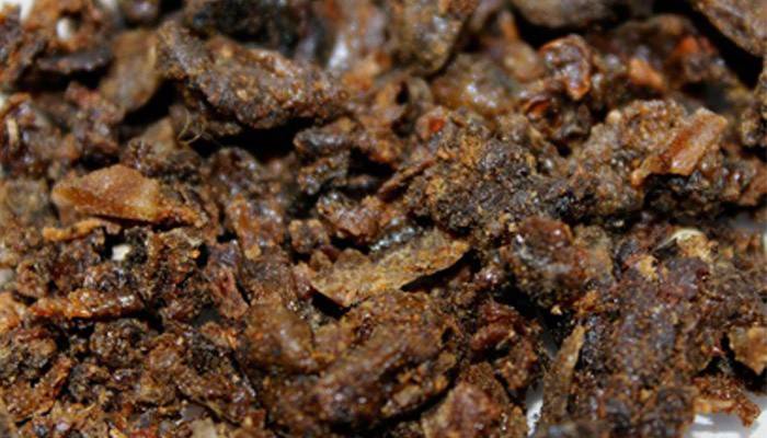 Pszczoła Propolis