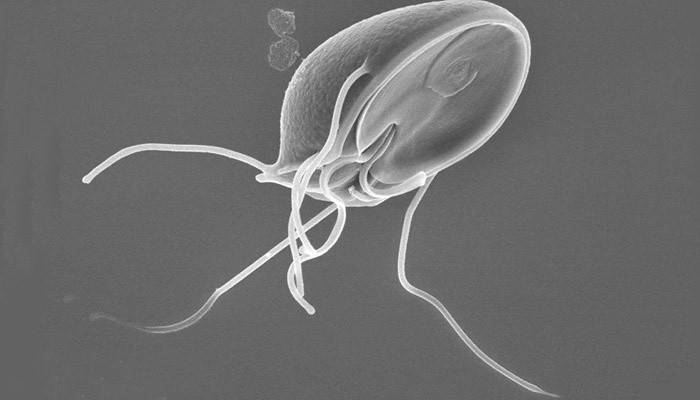 Giardia jest pasożytem w ludzkim ciele