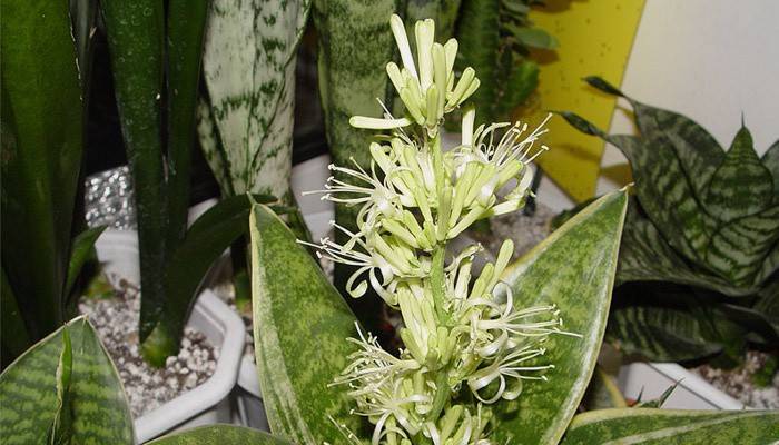 Kwiaty Sansevieria