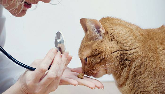 O médico dá as pílulas de gato para vermes