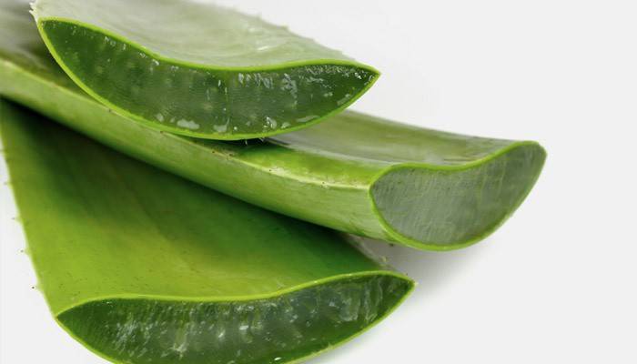 Rezané listy aloe