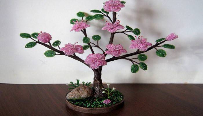 Drzewo magnolii