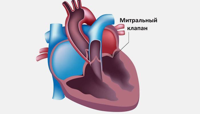 Válvula mitral