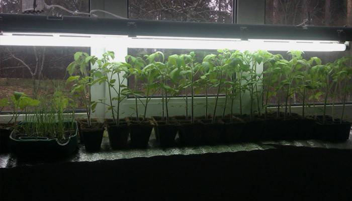DIY fytolamp