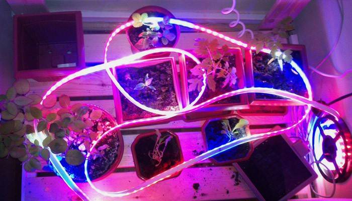 LED žiarovky pre sadenice