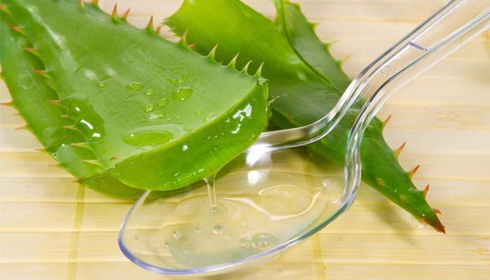 Jugo de aloe para eliminar los papilomas.