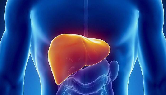 La ubicación del hígado en el cuerpo humano.