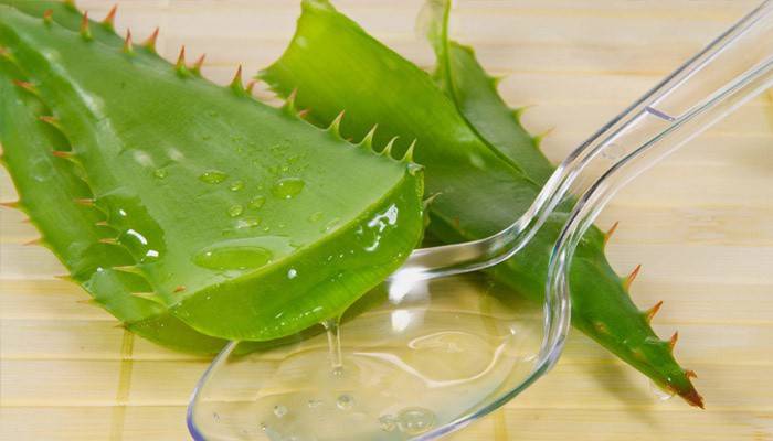 Aloe vera odchádza