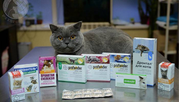 Preparações de minhoca para gatos