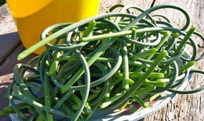 Flechas de ajo