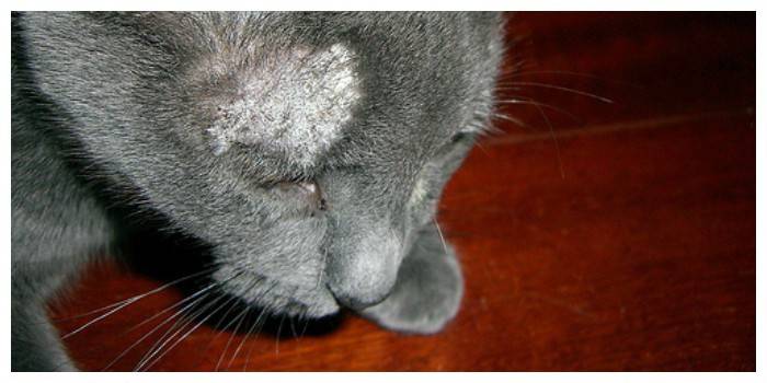Gato privado