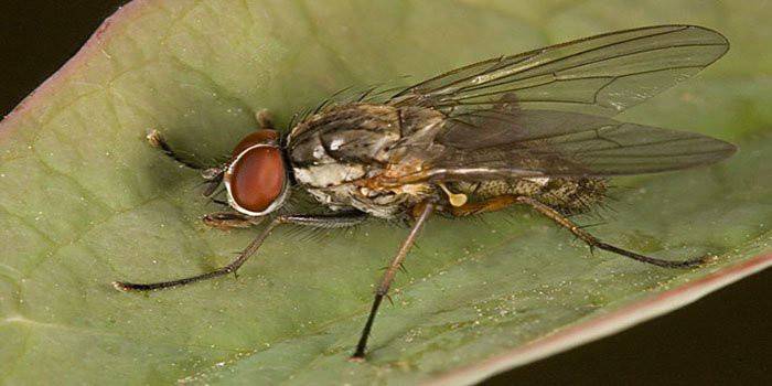 Mosca de cebola