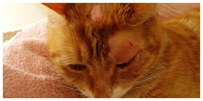 Como é o líquen de gatos?