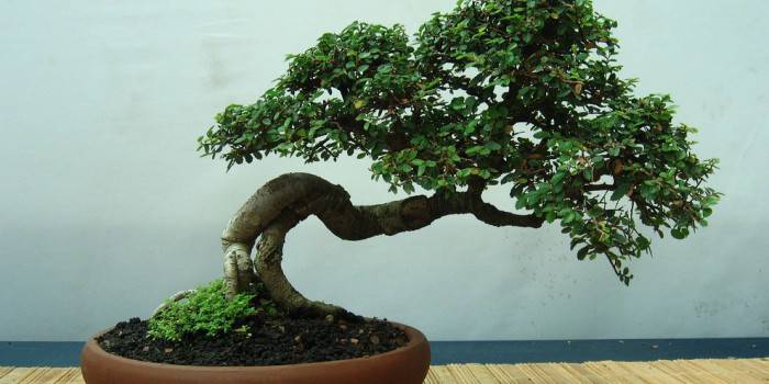Bonsai upominkowe