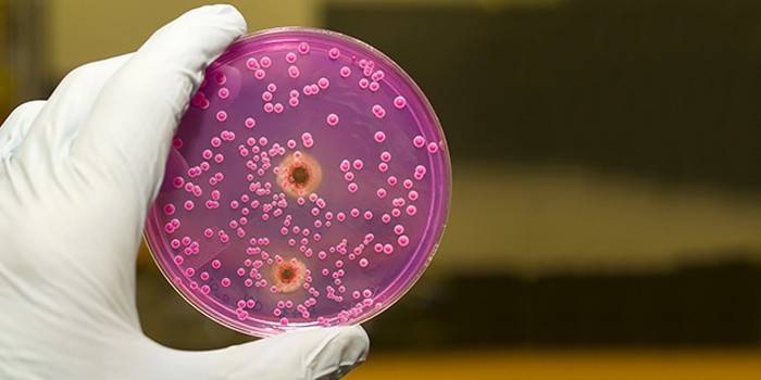 Huba Candida