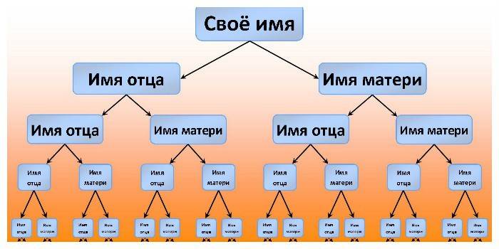 Schemat sporządzania drzewa genealogicznego