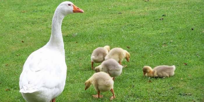 Ganso con pichones en una pradera