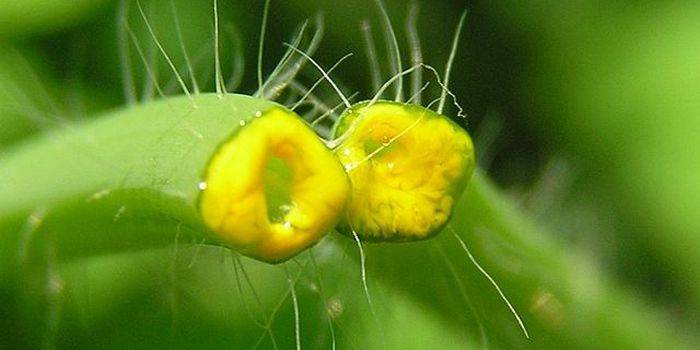 Suco de celandine para o tratamento de verrugas