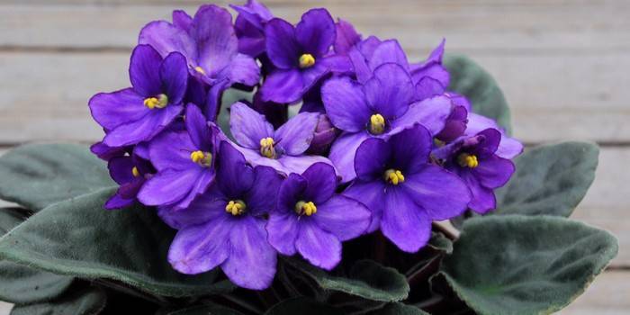Cómo cuidar las violetas