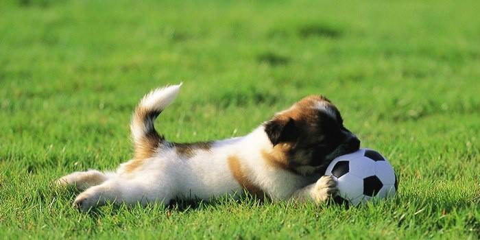 Treinamento filhote de cachorro