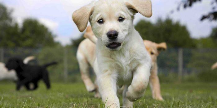 Filhote de cachorro treinado