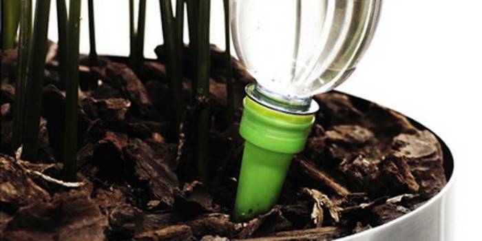 Flores de rega automática de uma garrafa de plástico