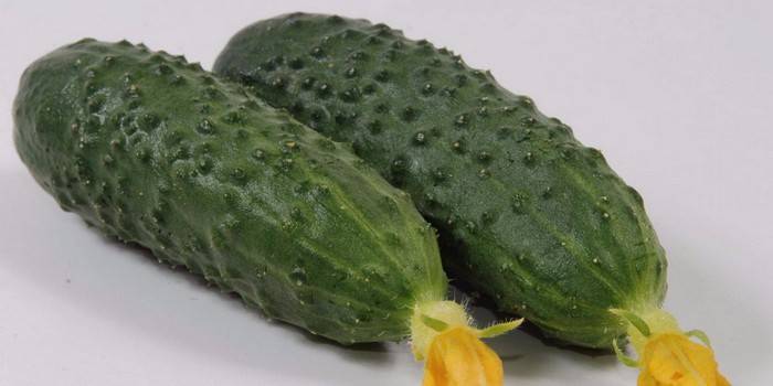 Świeże ogórki