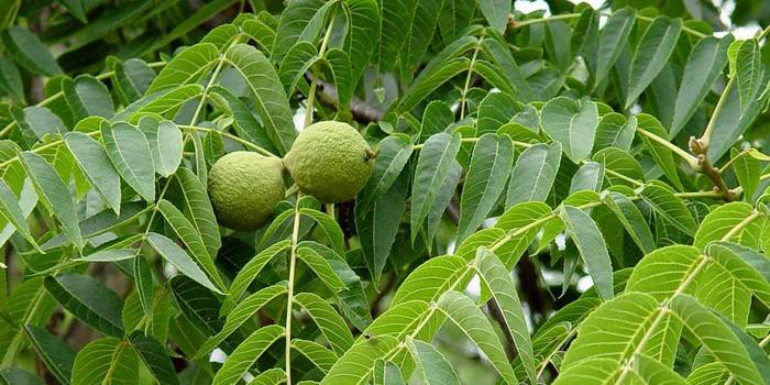 Noz preta para o tratamento de parasitas