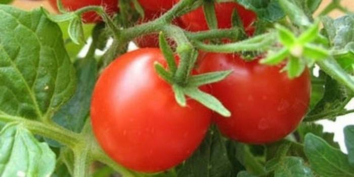 Modo de rega de tomate