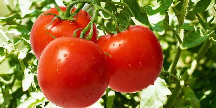 Características de tomates crescentes