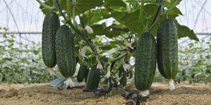 Pepinos na estufa