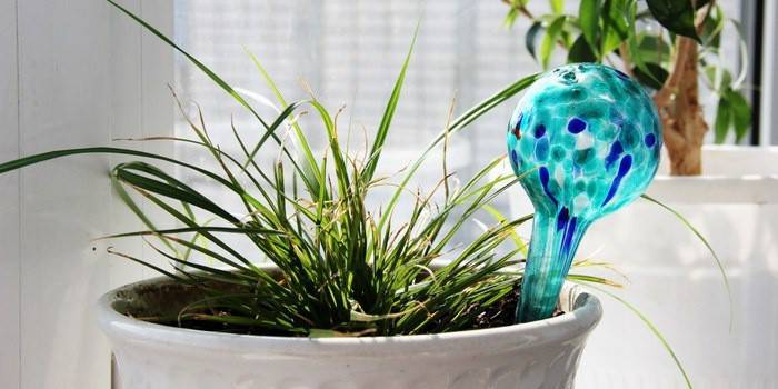 Enemas bolas para autowatering
